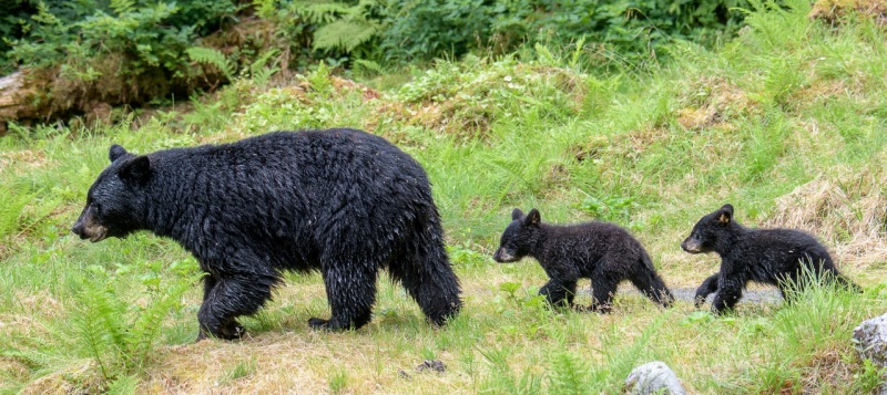 Black Bears, Anan Creek, Alaska