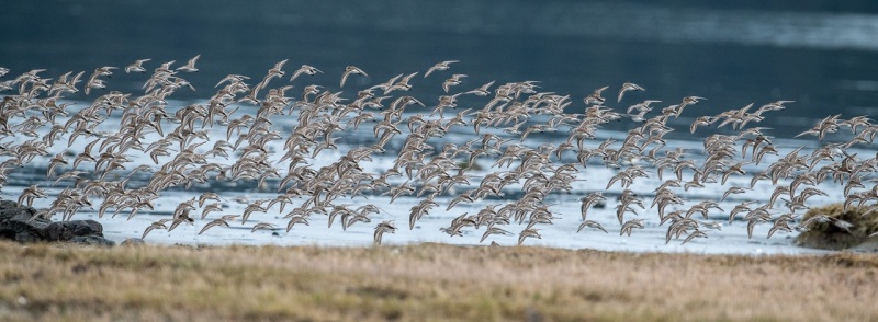 Spring Migration.