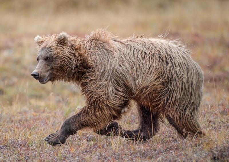 Galloping Grizzly.
