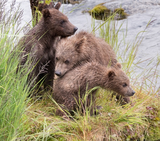 Grazers's Cub — Brooks Falls, Alaska.