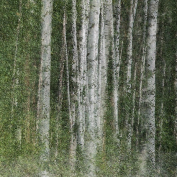 Into the Wild.