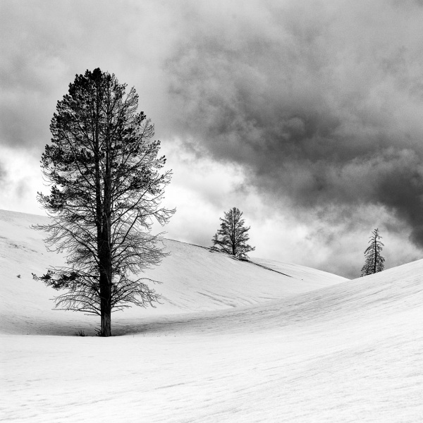 Lamar Valley Trio — Yellowstone National Park.
