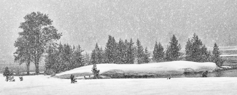 Late Snowfall — Yellowstone National Park