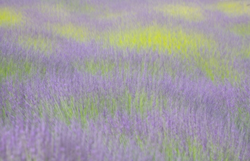 Essence of Lavender.