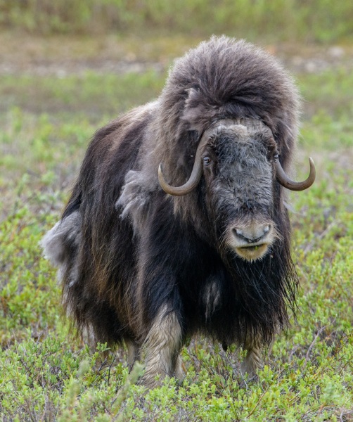Musk Ox on Alert — Nome, Alaska.