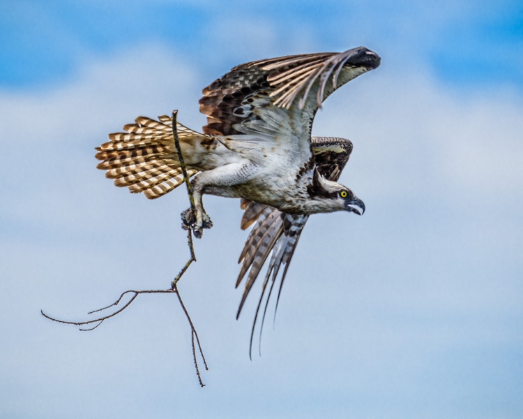 Osprey — Blue Cypress Lake, Florida.