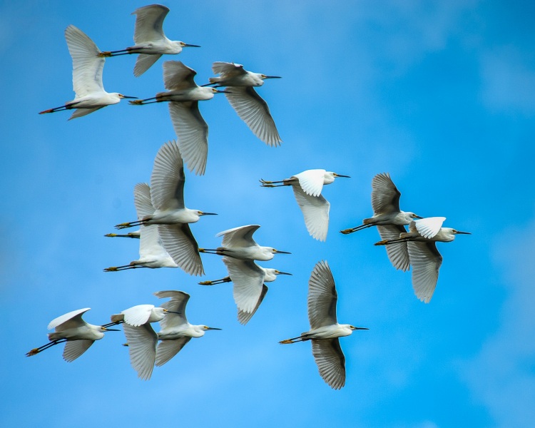 Snowy Egrets in Flight — Florida.