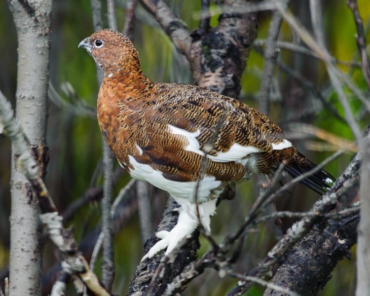 Willow Ptarmigan.