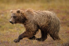 Galloping Grizzly — Denali-National-Park